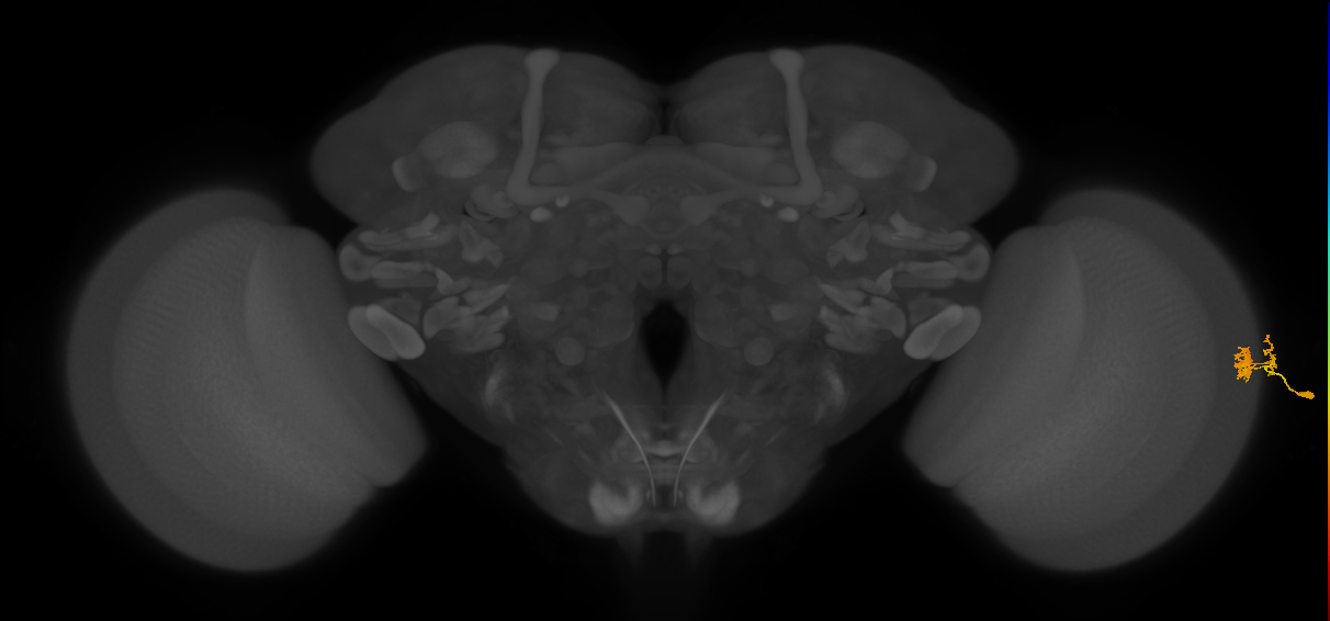 Dm10_R (JRC_OpticLobe:118470)