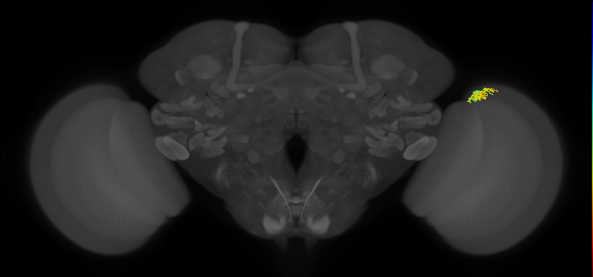 Dm10_R (JRC_OpticLobe:87605)