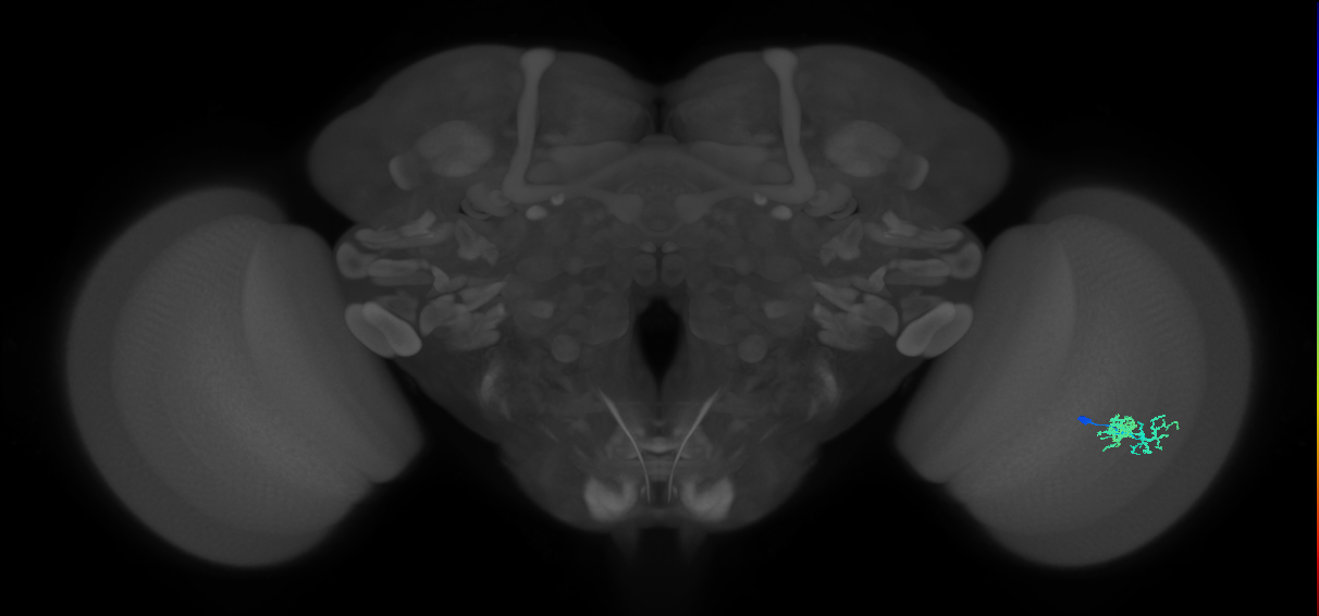 Dm10_R (JRC_OpticLobe:66615)