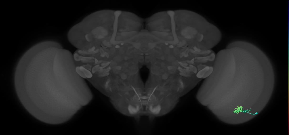 Dm10_R (JRC_OpticLobe:76007)