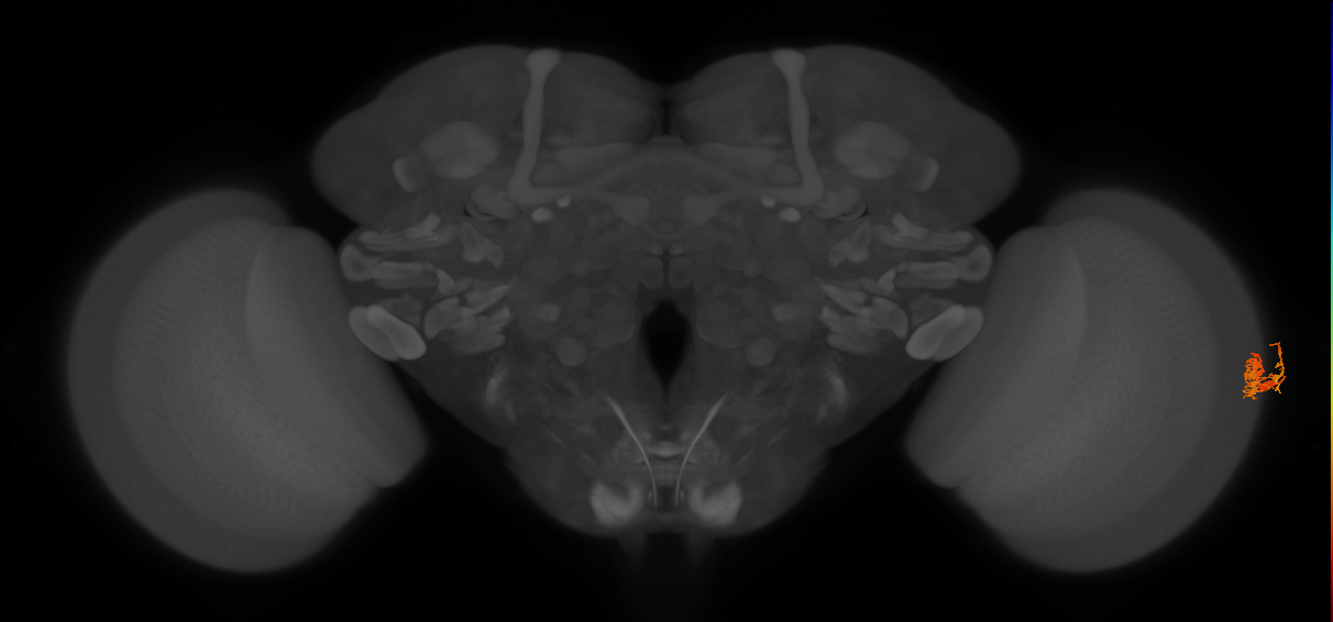 Dm10_R (JRC_OpticLobe:66971)
