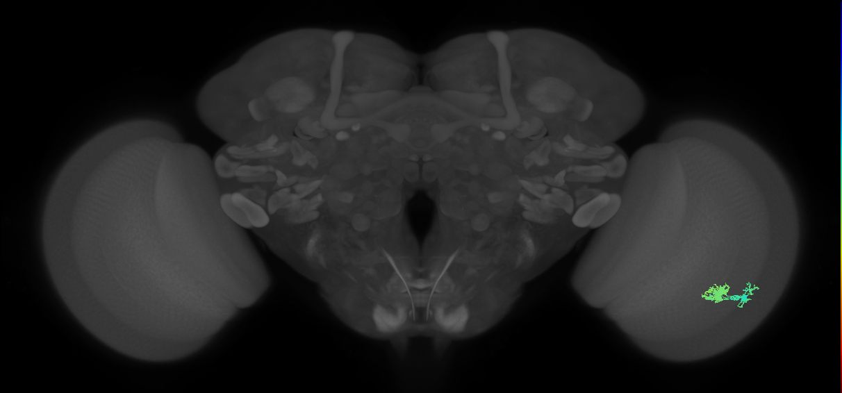 Dm10_R (JRC_OpticLobe:67645)