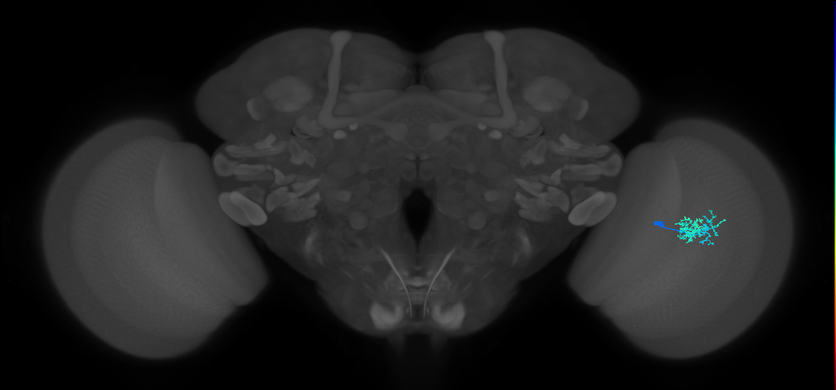 Dm10_R (JRC_OpticLobe:549795)