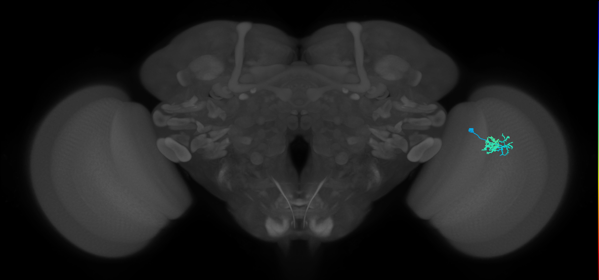 Dm10_R (JRC_OpticLobe:117104)