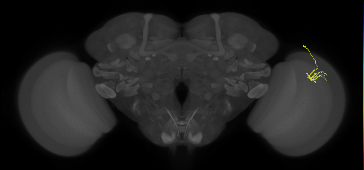 Dm11_R (JRC_OpticLobe:68365)