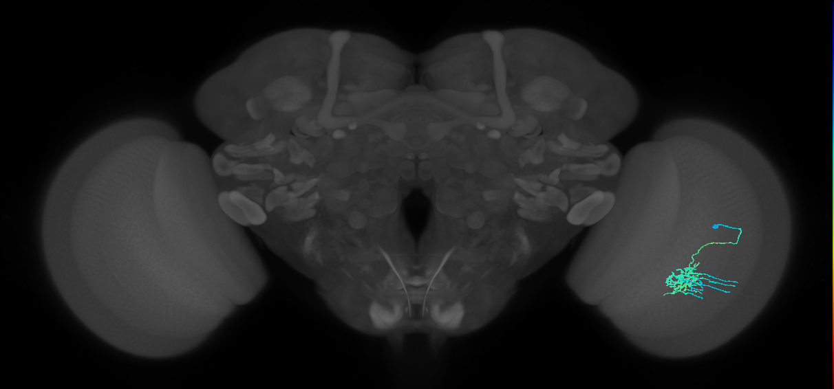 Dm11_R (JRC_OpticLobe:88608)