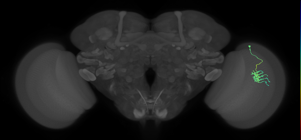 Dm11_R (JRC_OpticLobe:57315)
