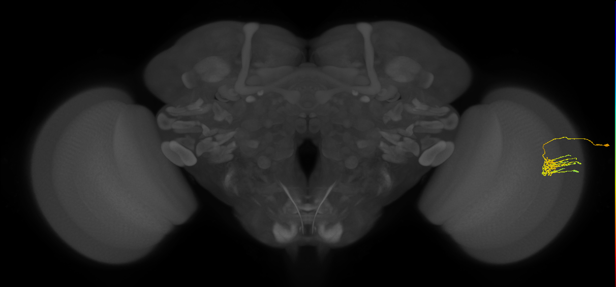 Dm11_R (JRC_OpticLobe:159787)