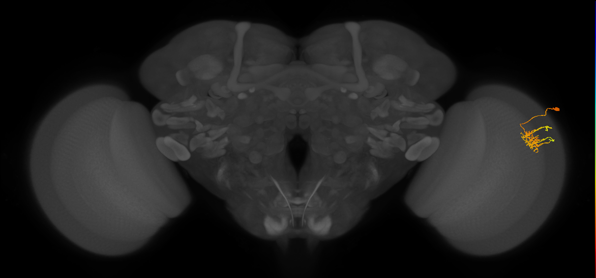 Dm11_R (JRC_OpticLobe:64470)