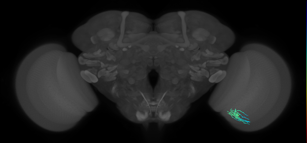 Dm11_R (JRC_OpticLobe:101735)