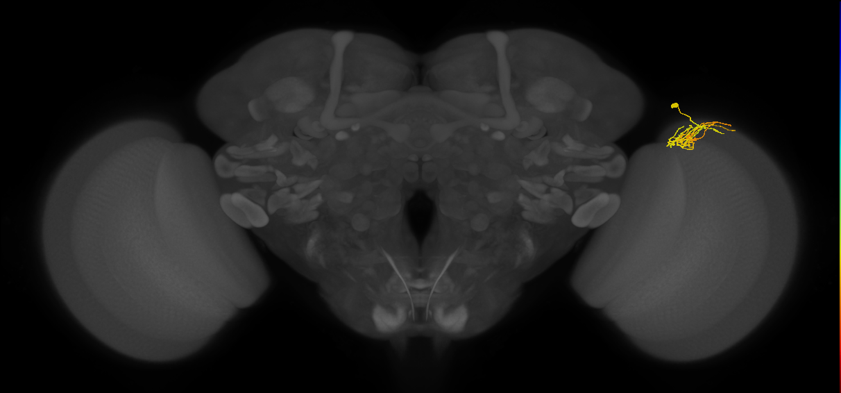 Dm11_R (JRC_OpticLobe:67354)