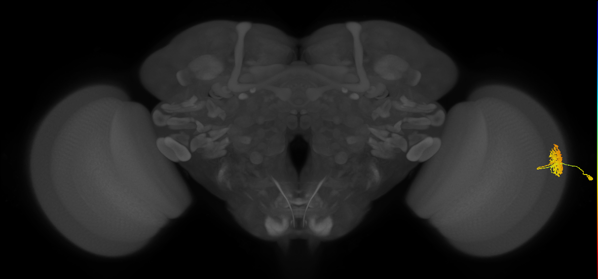 Dm12_R (JRC_OpticLobe:31730)