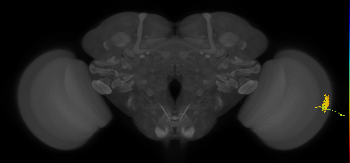 Dm12_R (JRC_OpticLobe:33866)