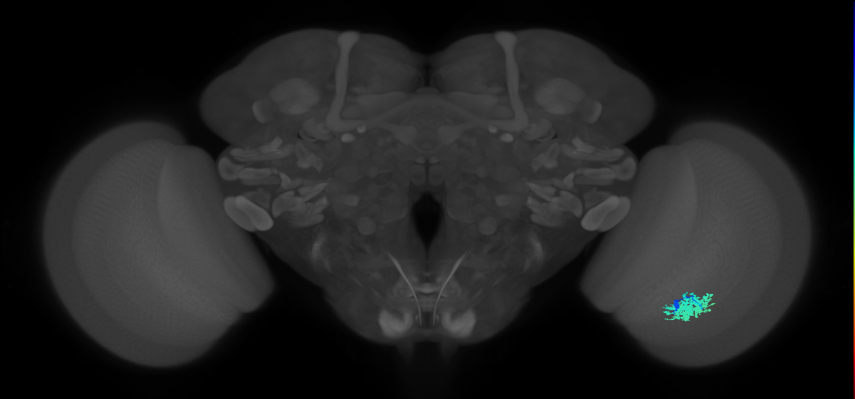 Dm12_R (JRC_OpticLobe:39965)