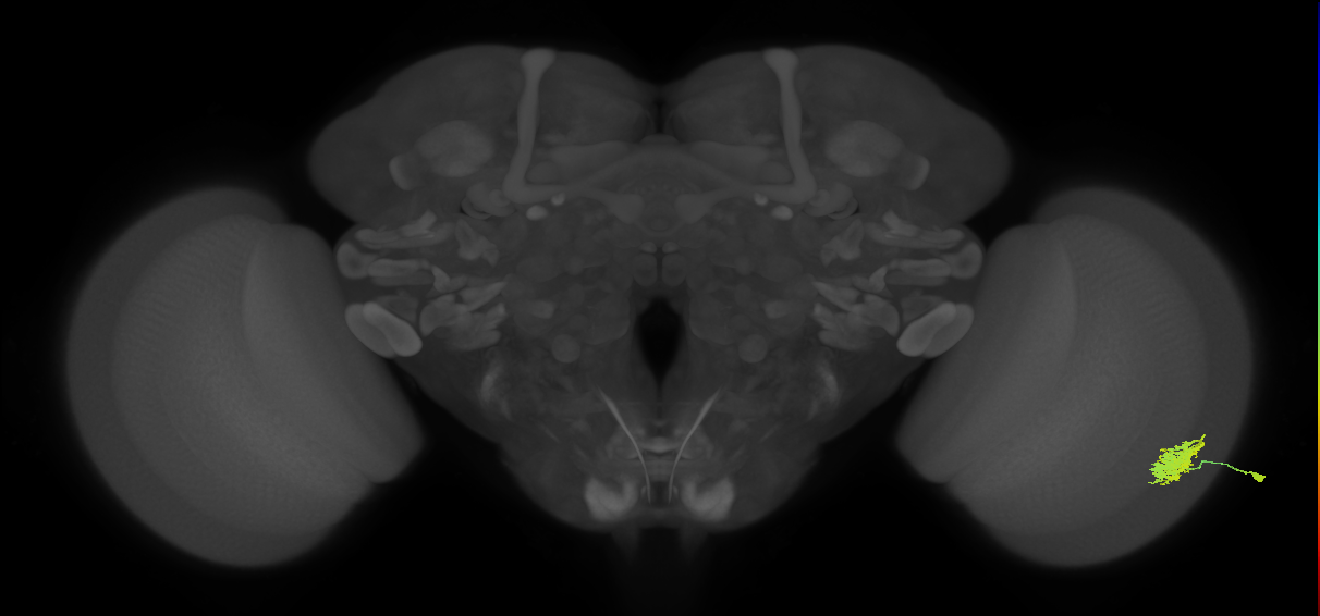 Dm12_R (JRC_OpticLobe:36313)