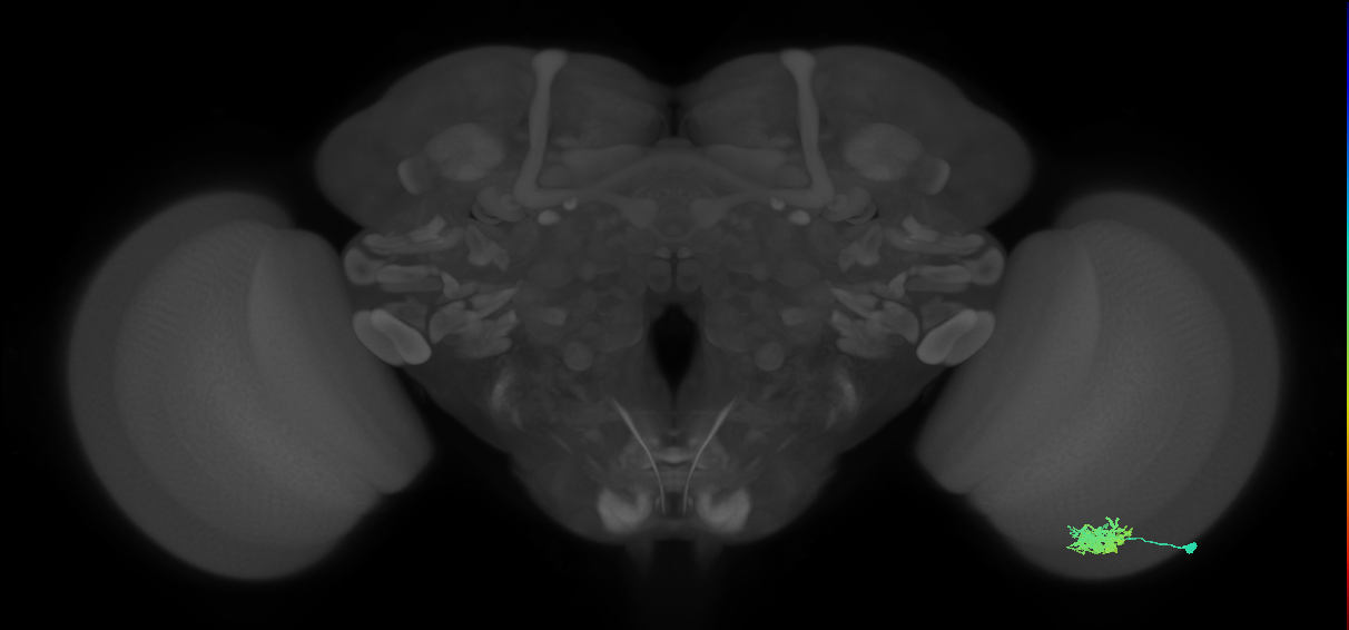 Dm12_R (JRC_OpticLobe:43011)