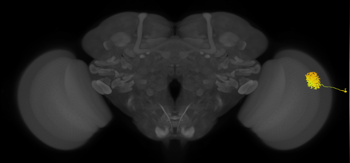 Dm12_R (JRC_OpticLobe:31833)