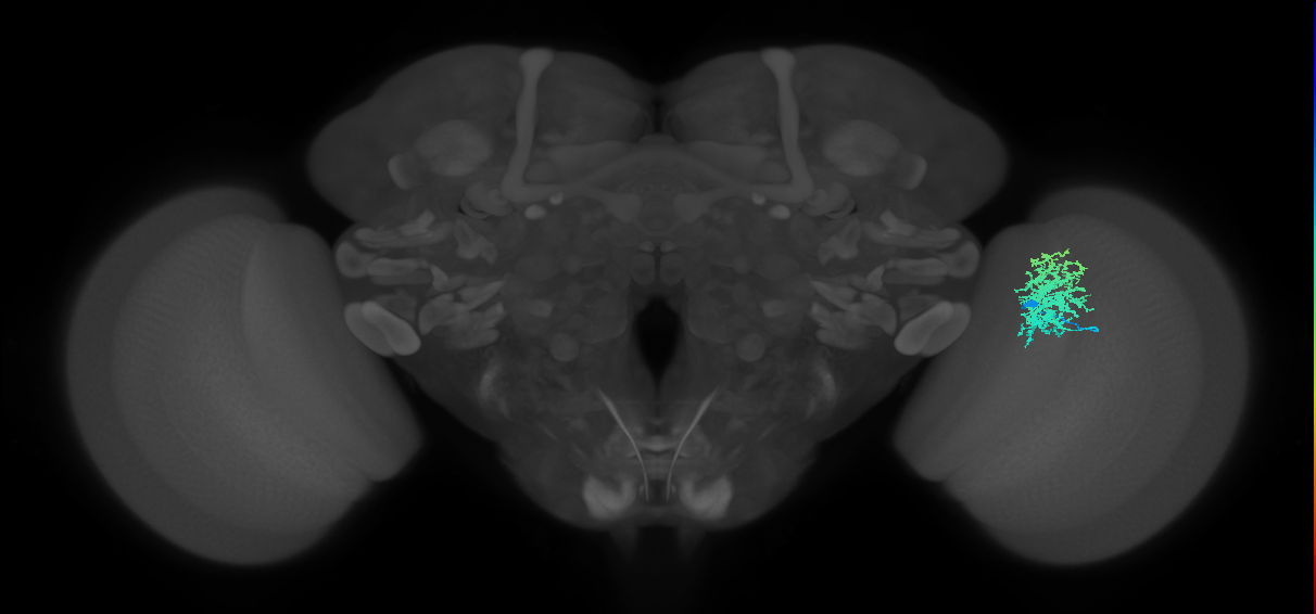 Dm12_R (JRC_OpticLobe:31621)