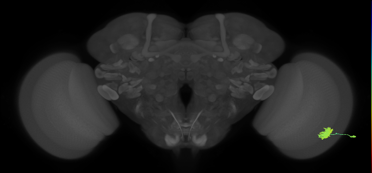 Dm12_R (JRC_OpticLobe:34721)