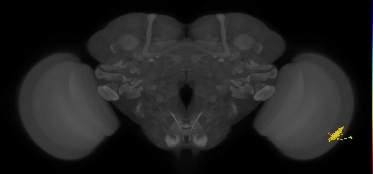 Dm12_R (JRC_OpticLobe:33972)