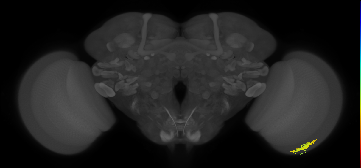 Dm12_R (JRC_OpticLobe:39712)