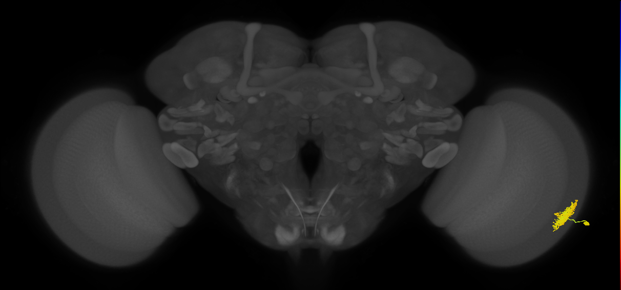 Dm12_R (JRC_OpticLobe:548823)
