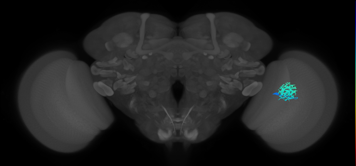 Dm12_R (JRC_OpticLobe:33213)
