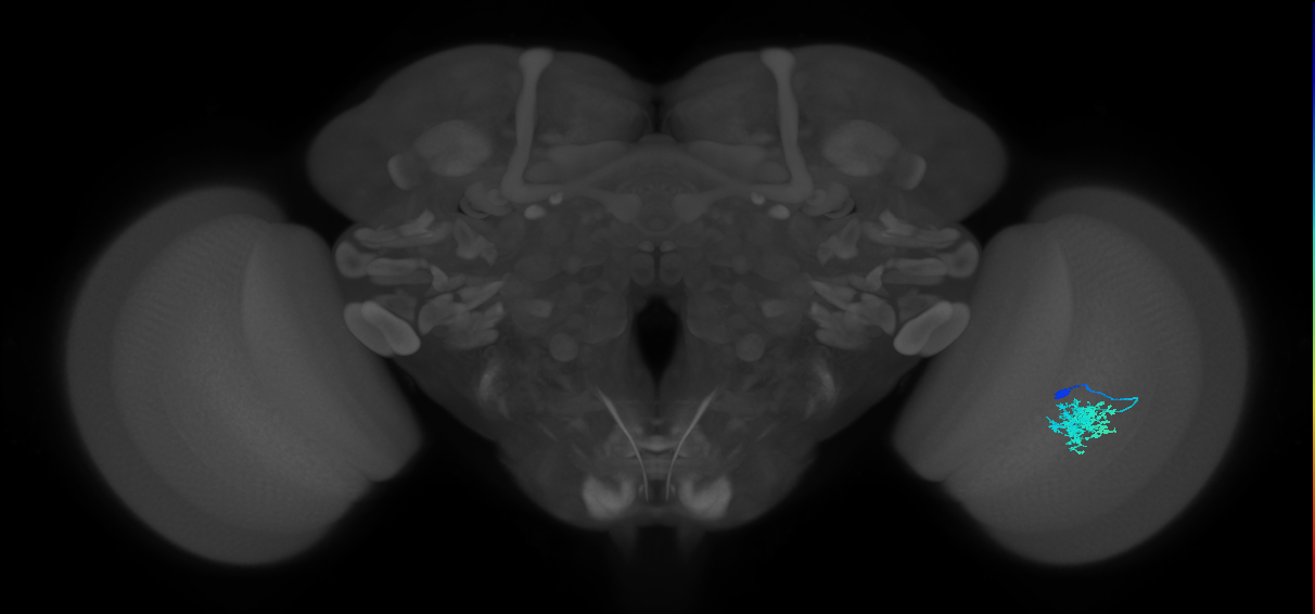 Dm12_R (JRC_OpticLobe:66920)