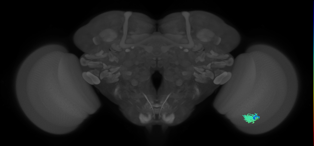 Dm12_R (JRC_OpticLobe:31610)