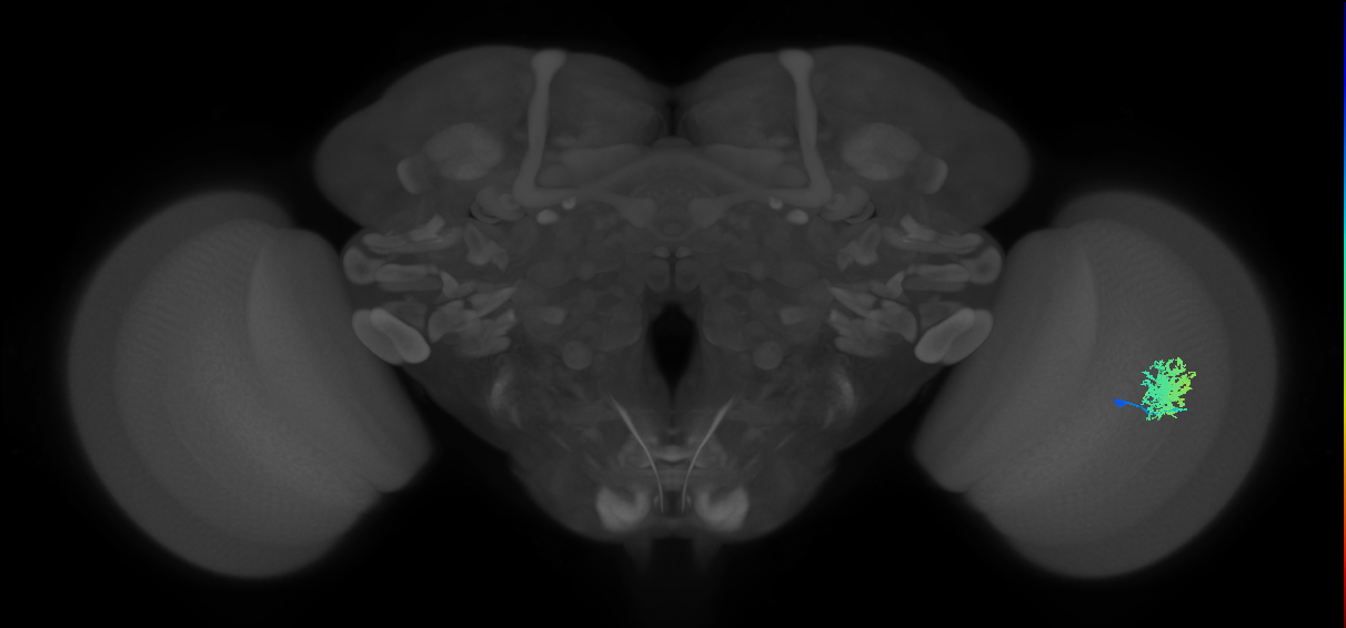 Dm12_R (JRC_OpticLobe:33671)