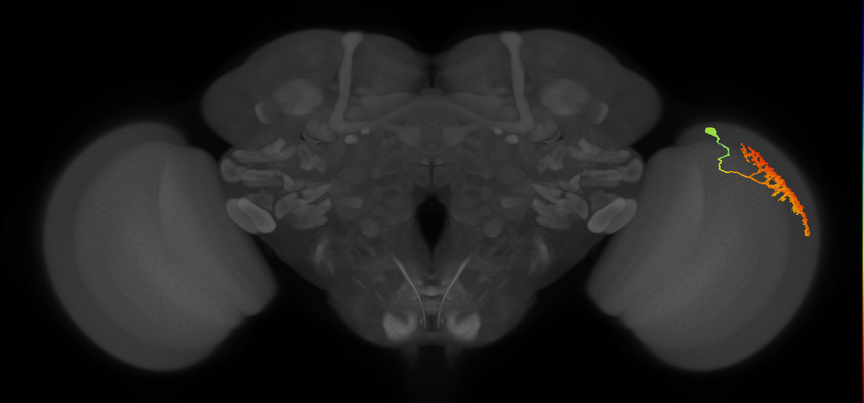 Dm13_R (JRC_OpticLobe:13847)