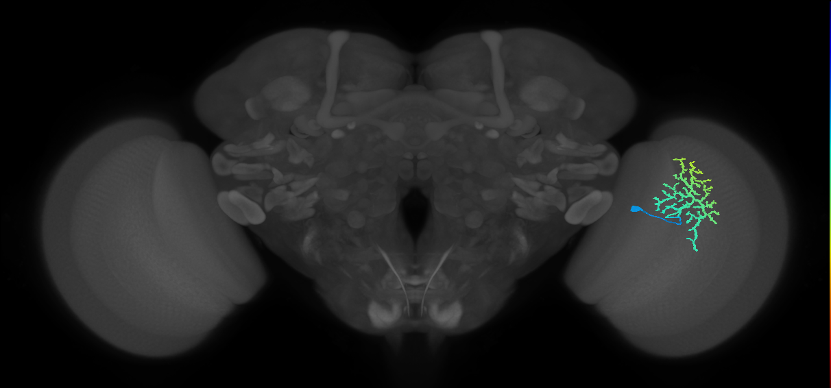 Dm13_R (JRC_OpticLobe:17947)