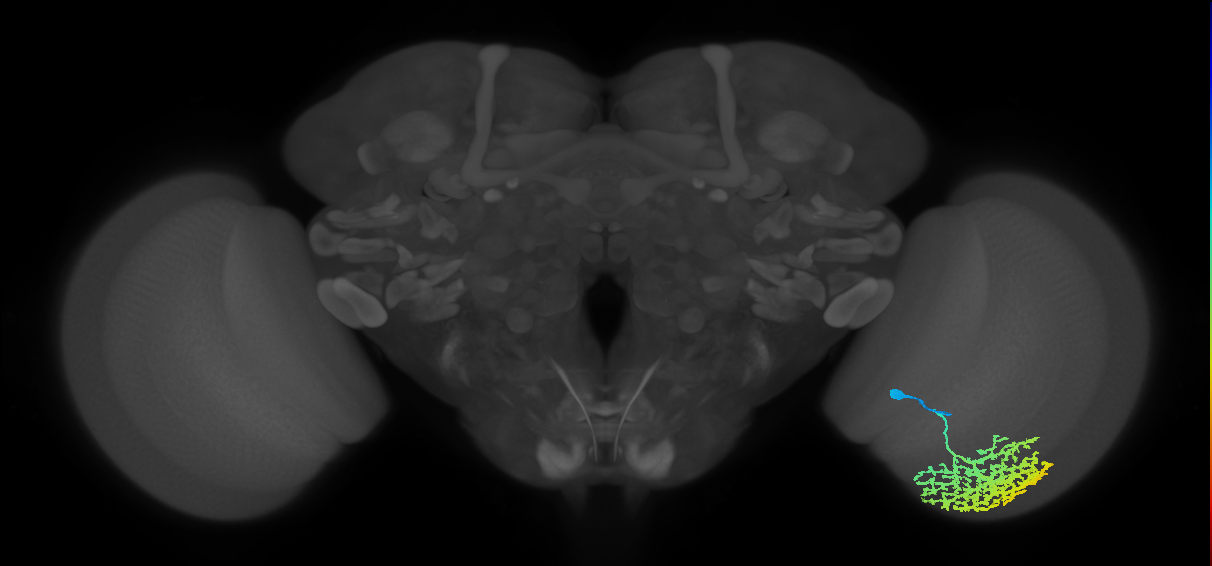 Dm13_R (JRC_OpticLobe:13617)