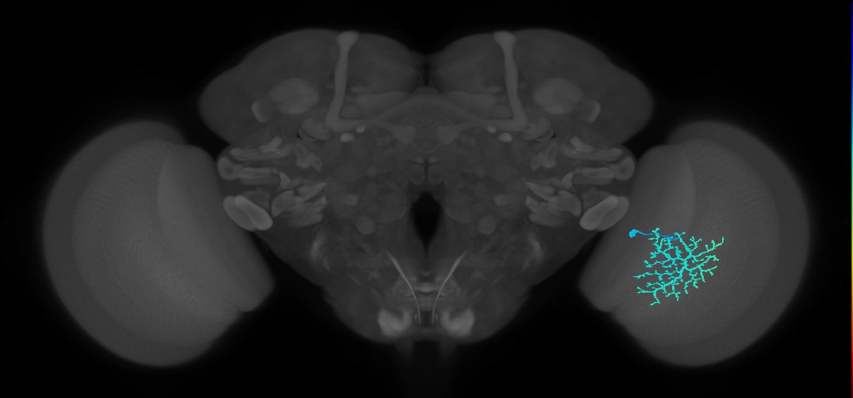 Dm13_R (JRC_OpticLobe:18228)