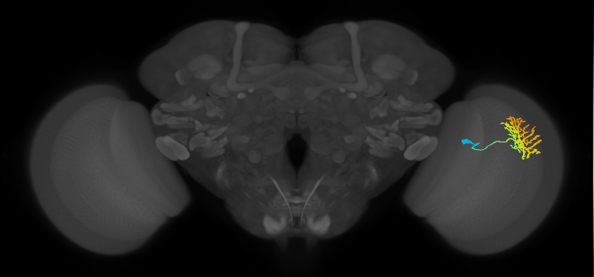Dm13_R (JRC_OpticLobe:15213)