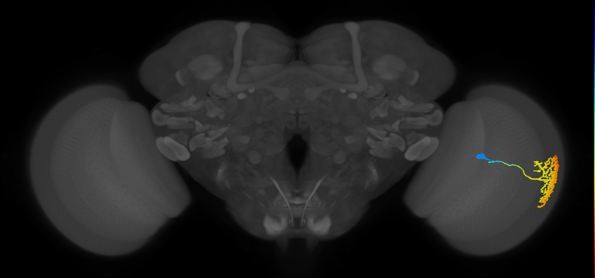 Dm13_R (JRC_OpticLobe:13511)