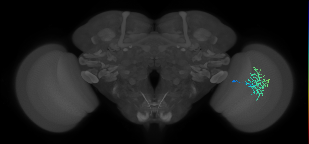 Dm13_R (JRC_OpticLobe:18216)