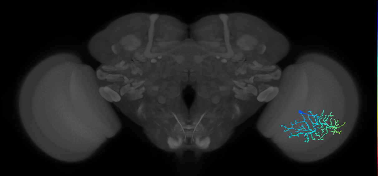Dm14_R (JRC_OpticLobe:18407)