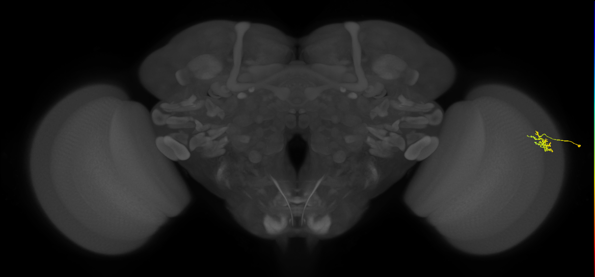 Dm15_R (JRC_OpticLobe:124704)