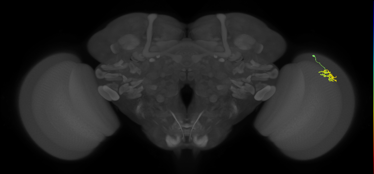 Dm15_R (JRC_OpticLobe:61975)