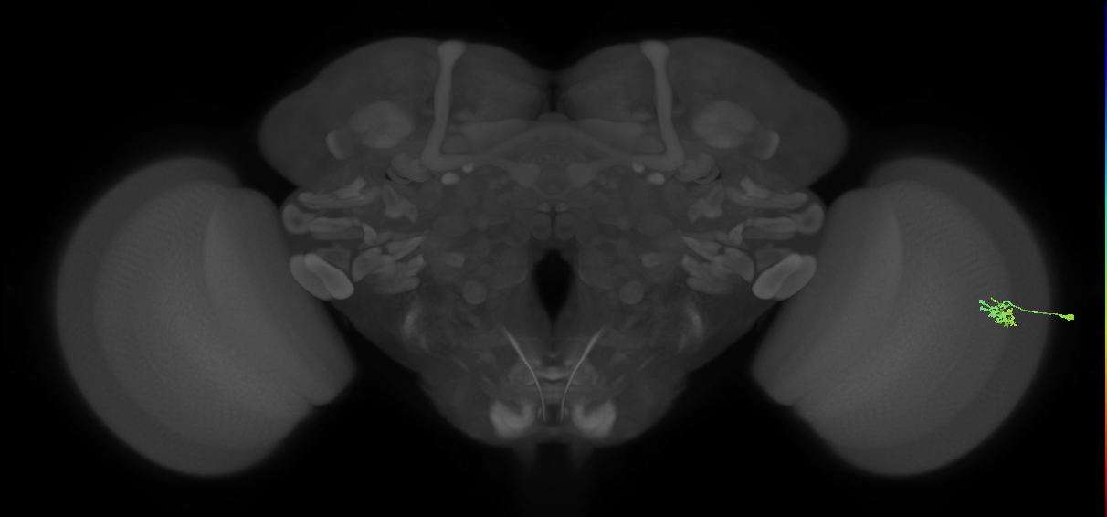 Dm15_R (JRC_OpticLobe:119938)