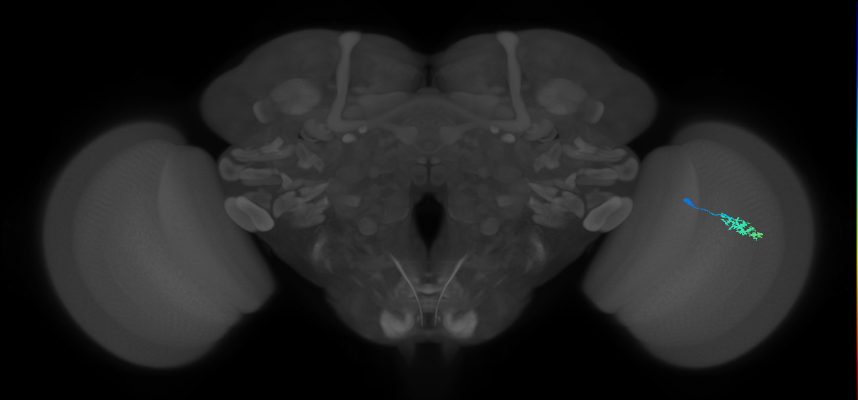 Dm15_R (JRC_OpticLobe:123607)