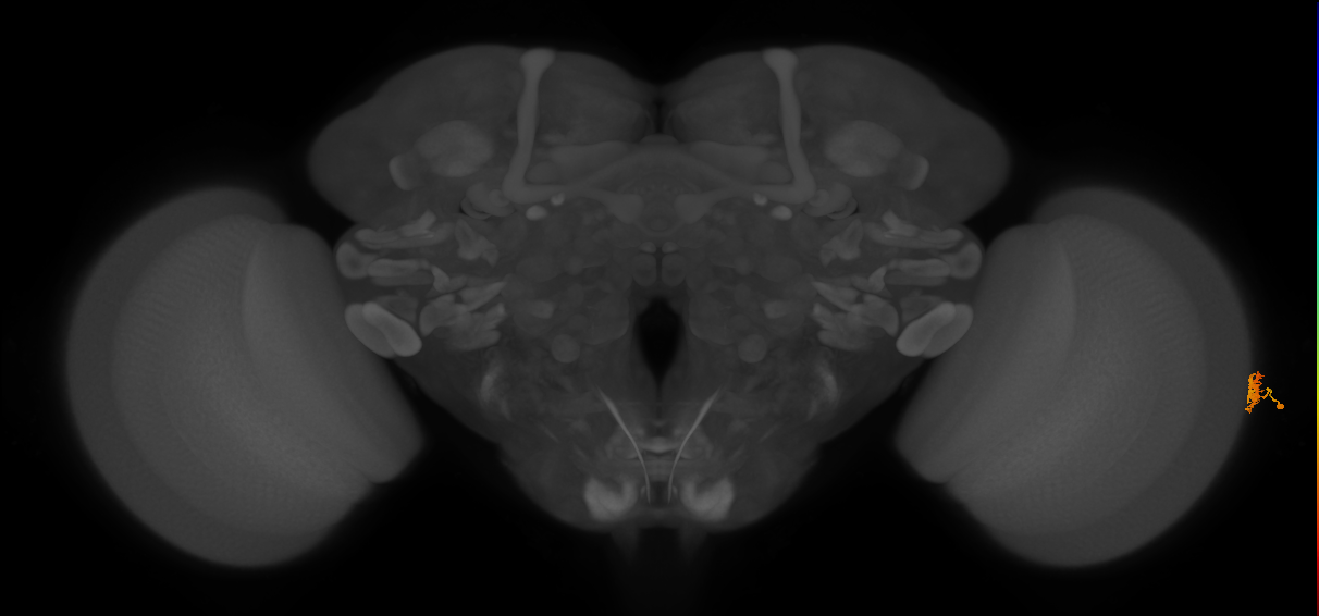 Dm15_R (JRC_OpticLobe:575651)