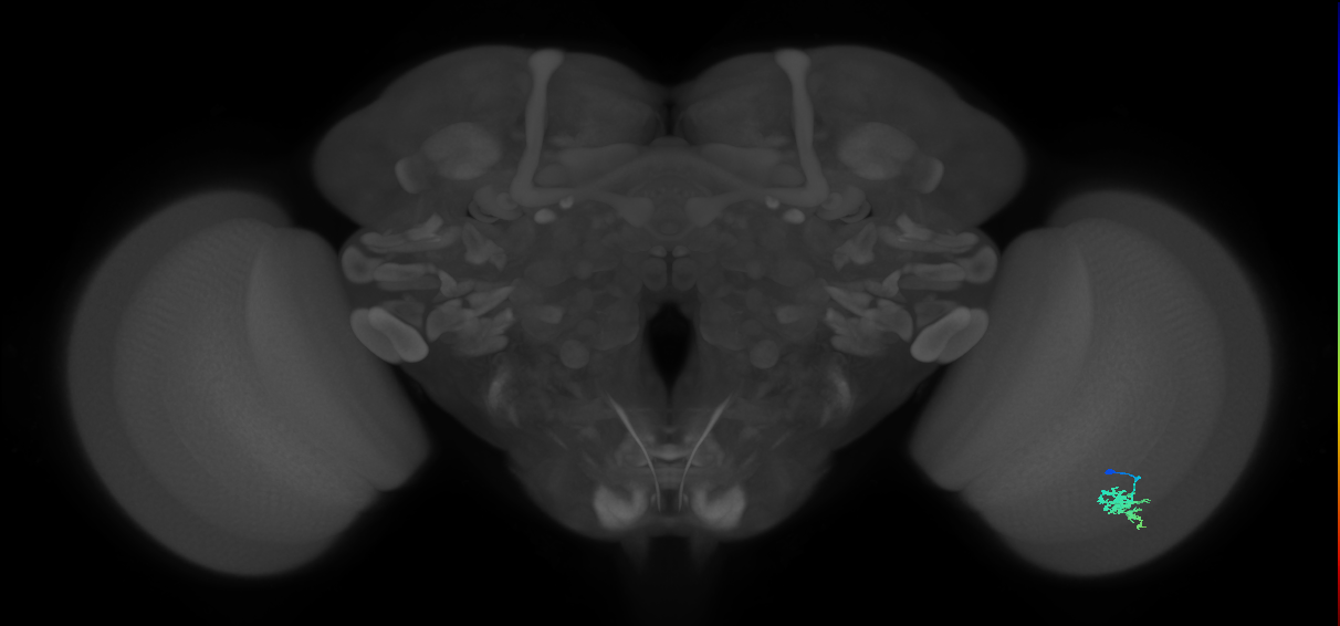 Dm15_R (JRC_OpticLobe:66781)