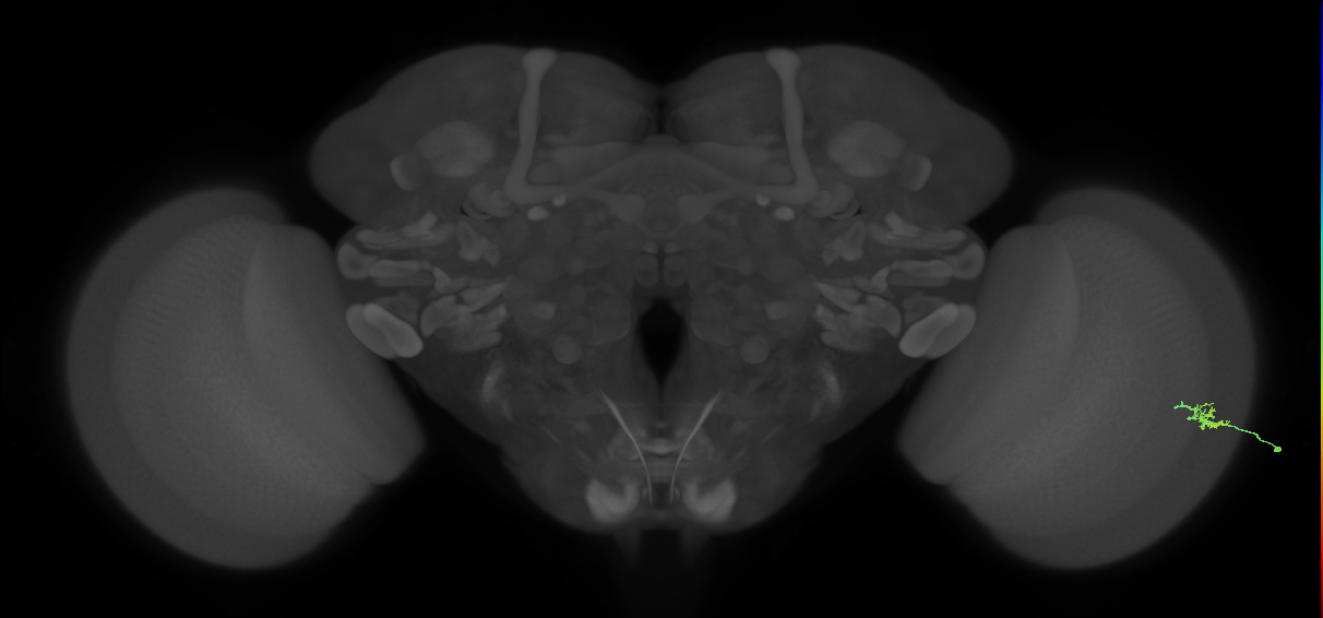 Dm15_R (JRC_OpticLobe:139046)