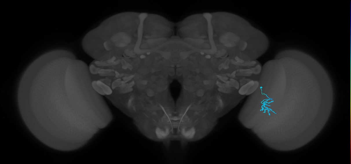 Dm15_R (JRC_OpticLobe:100412)