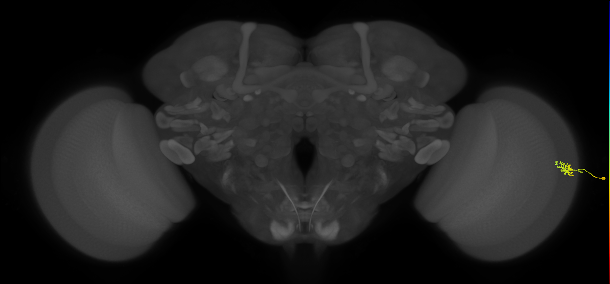 Dm15_R (JRC_OpticLobe:83650)