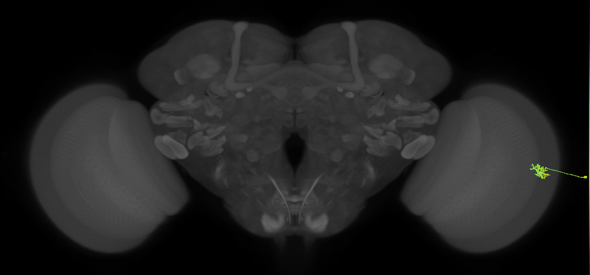 Dm15_R (JRC_OpticLobe:174313)