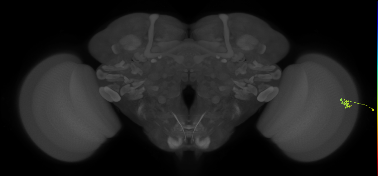 Dm15_R (JRC_OpticLobe:119466)