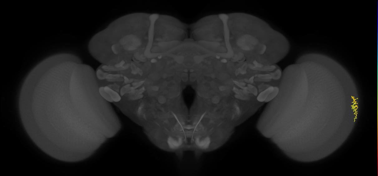 Dm16_R (JRC_OpticLobe:179807)